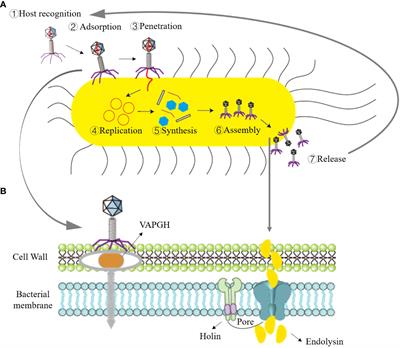 Bacteriophage therapy for drug-resistant Staphylococcus aureus infections